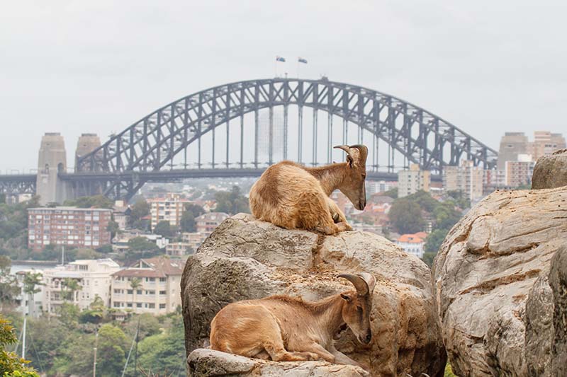 taronga zoo in sydney