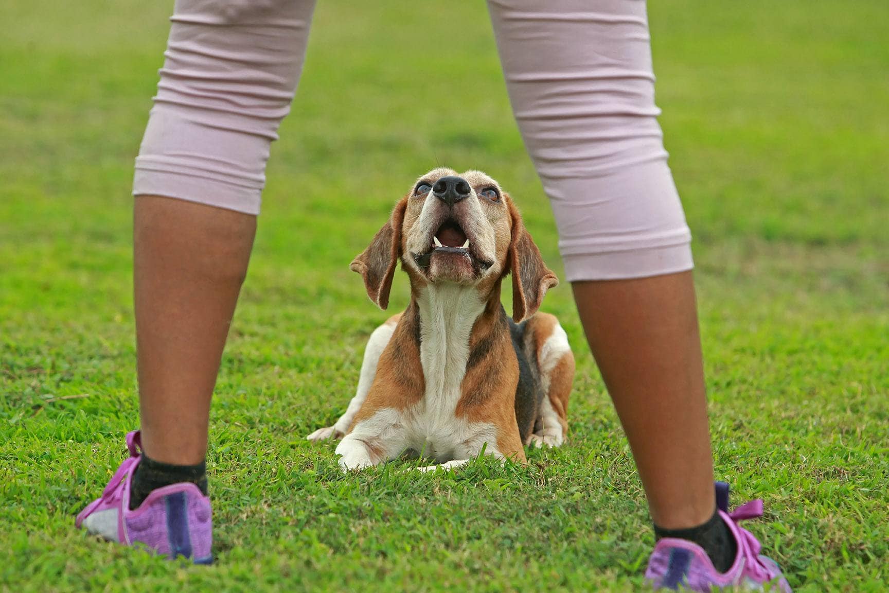 teaching a dog to lie down