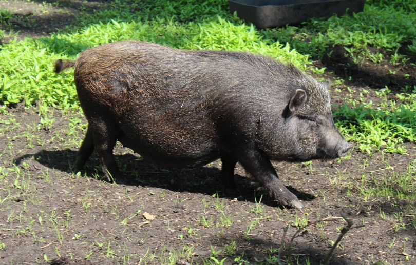teacup pig