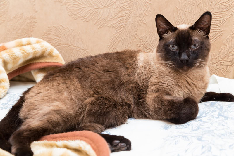 thai cat on sofa