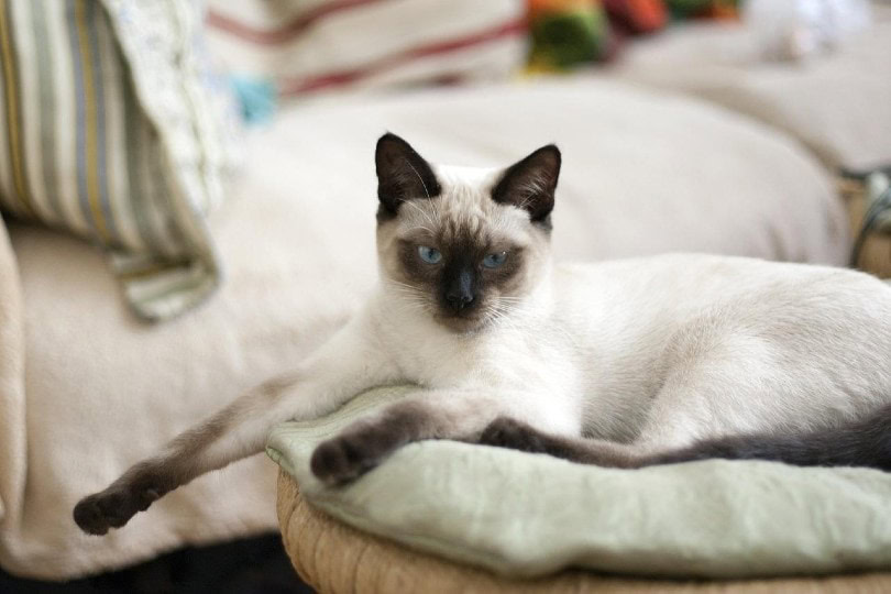 thai cat sitting on the couch