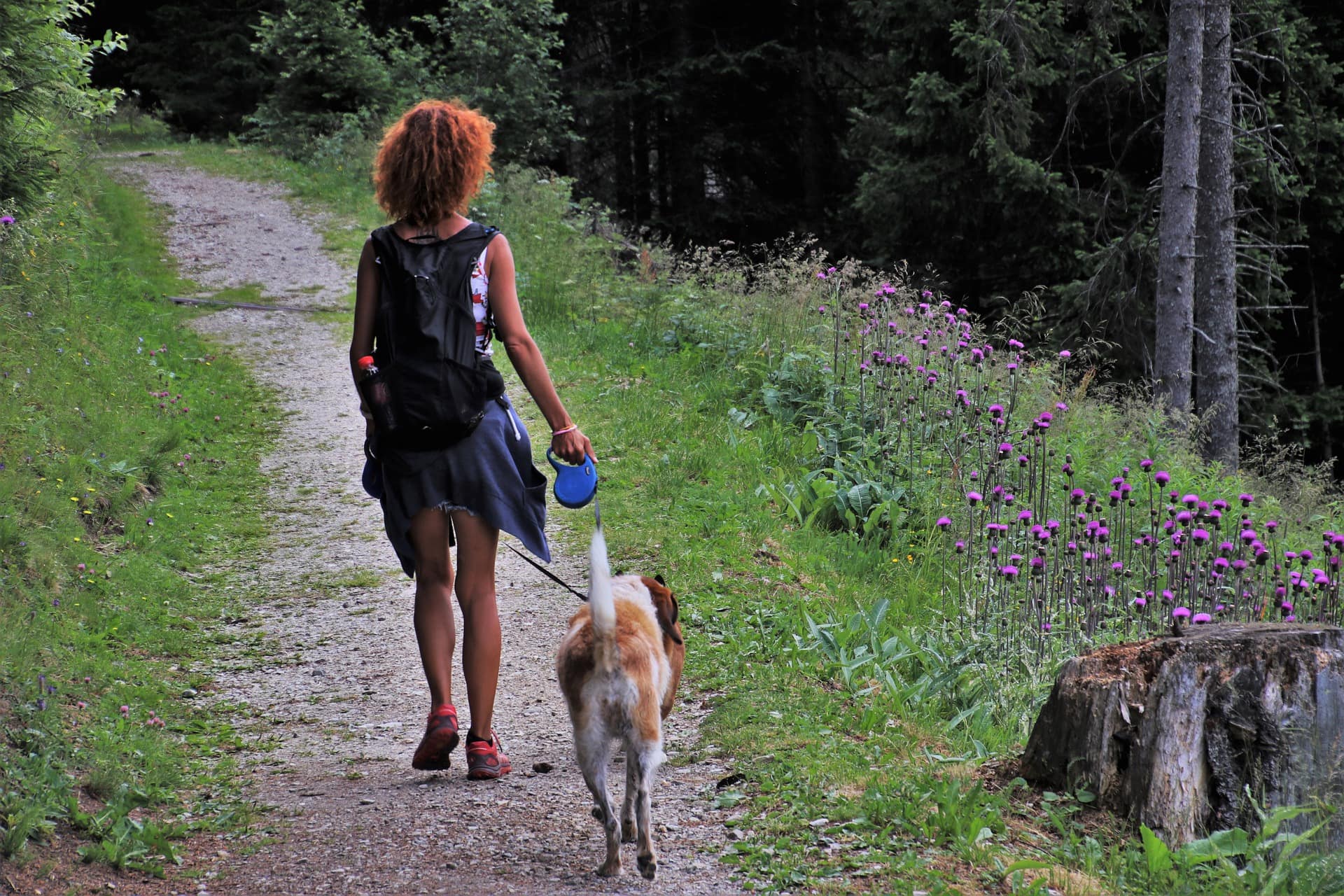 Dog on retractable leash