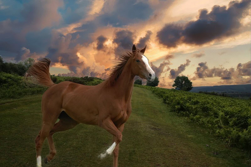 thoroughbred