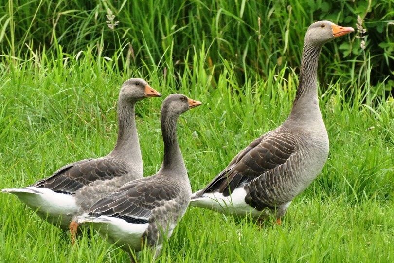 three geese standing on grass