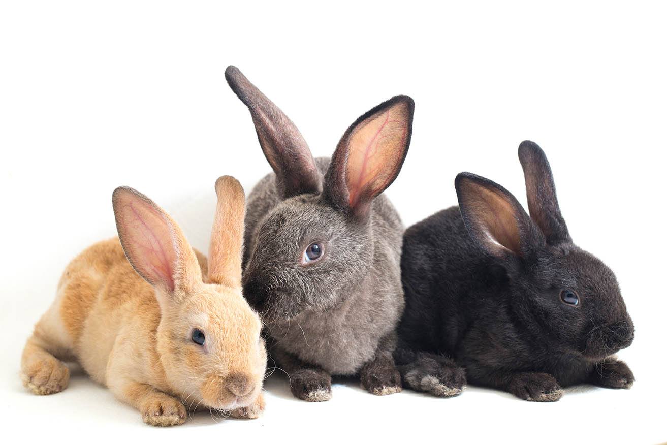 three rex rabbits