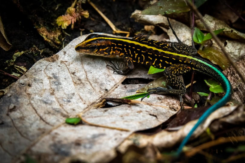 tiger ameiva on top of leaves