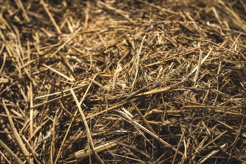 timothy grass