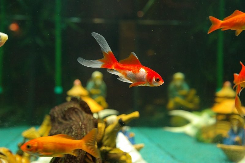 tiny gold fish