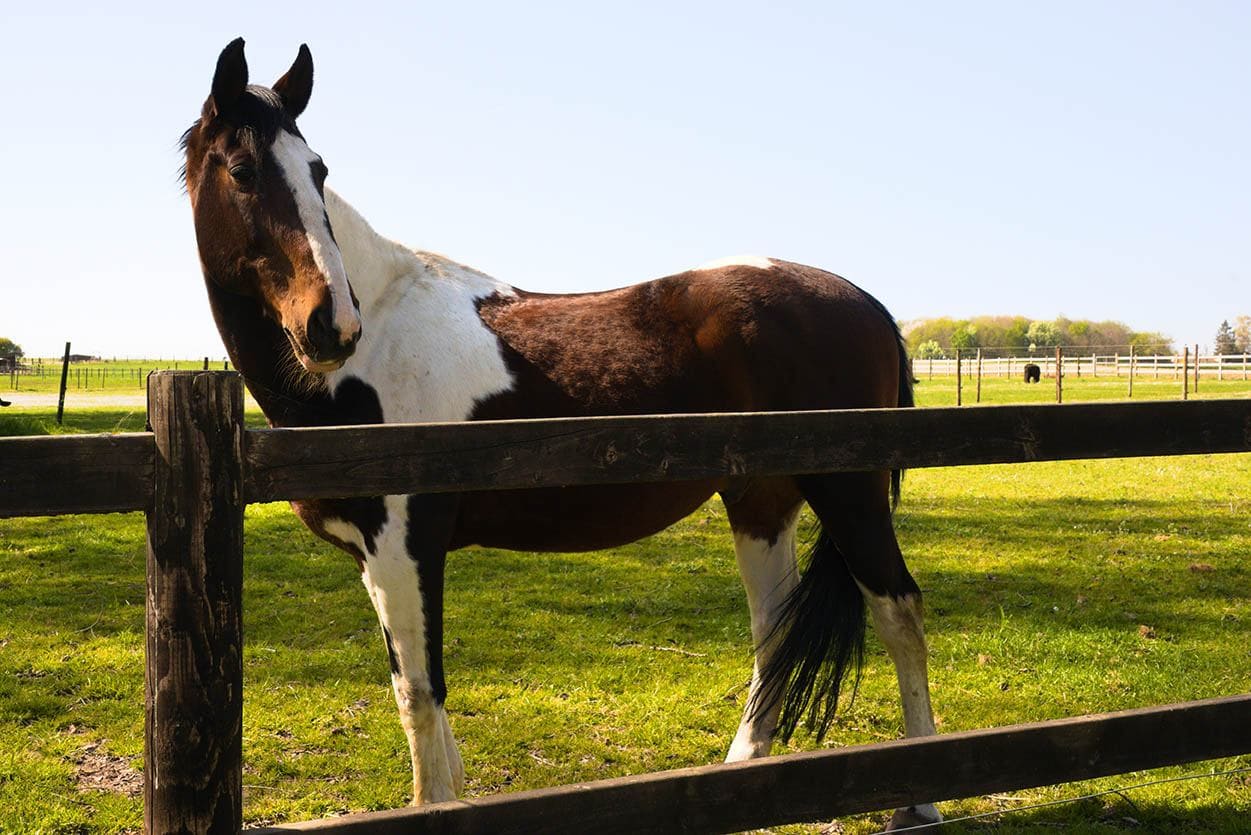 tobiano horse