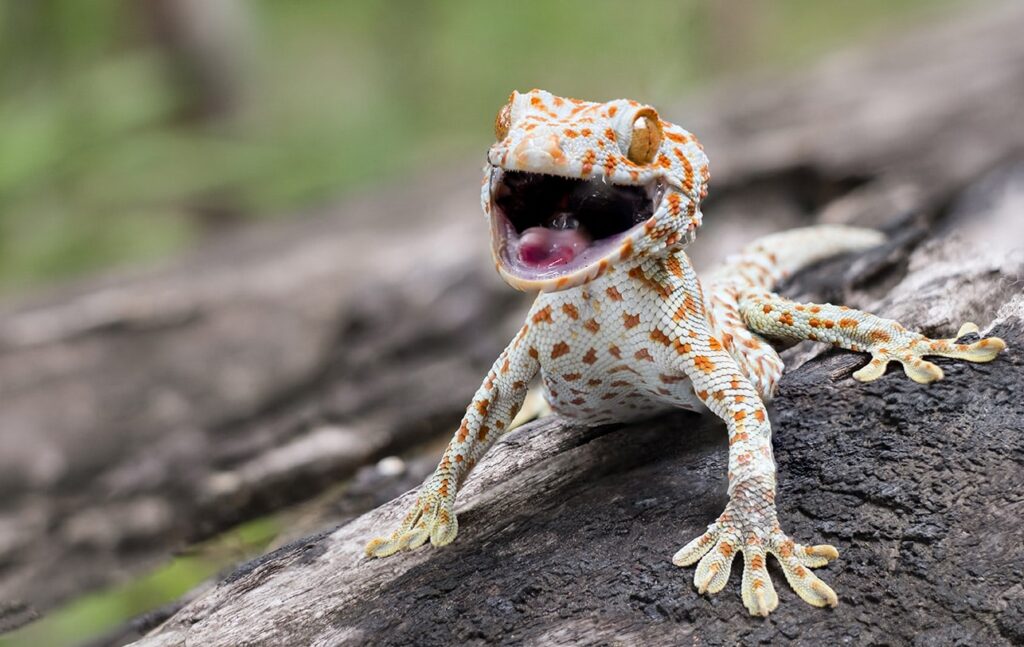 tokay gecko