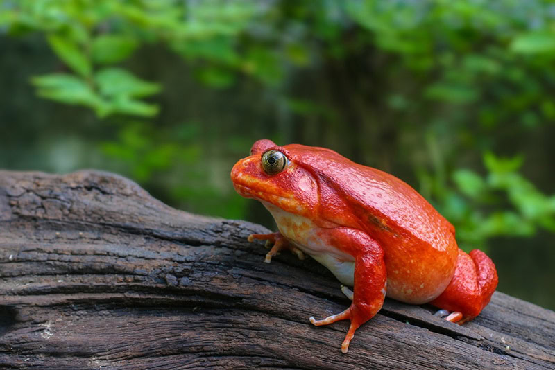 tomato frog on the root of a tree