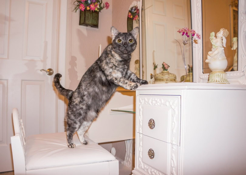tortie cat