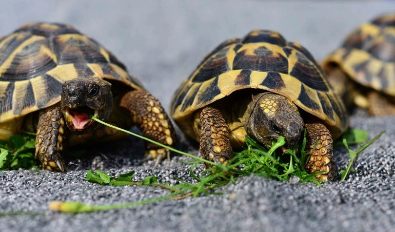 tortoise eating_congerdesign_Pixabay
