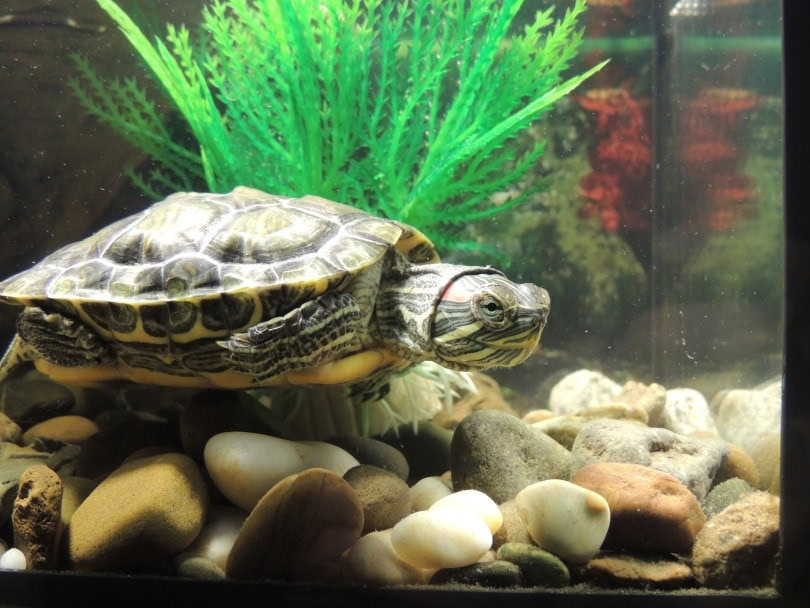 red eared slider_Sergey_m_Pixabay