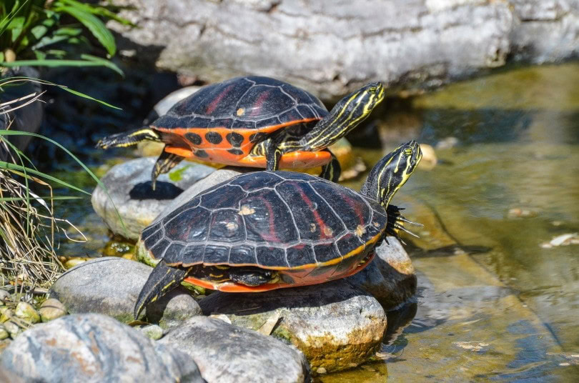 tortoise in rock_Onkel Ramirez_Pixabay