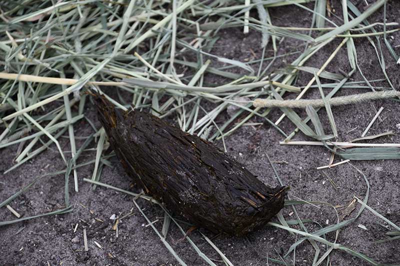 tortoise poop