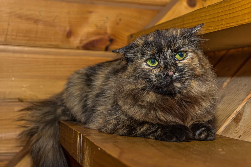 tortoiseshell-persian-cat-on-wooden-table