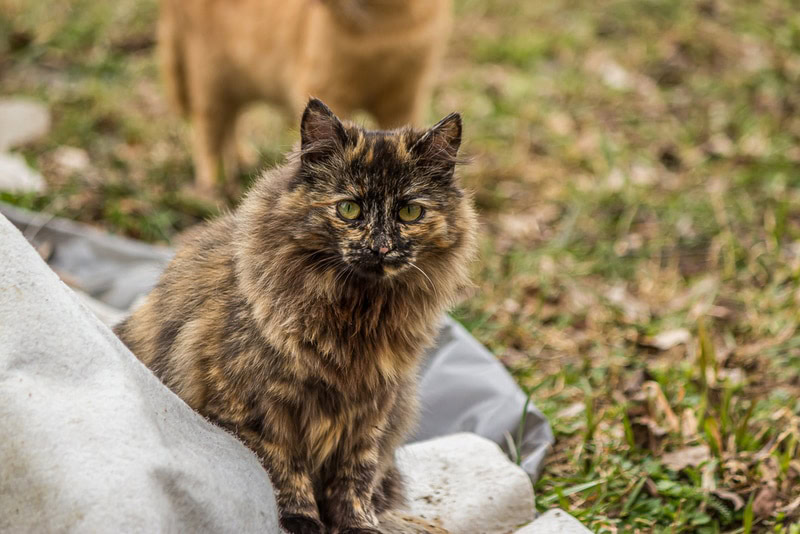 tortoiseshell persian cat outdoor
