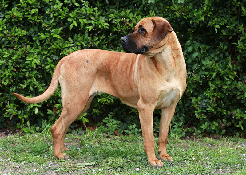 tosa inu japanese mastiff dog in the garden