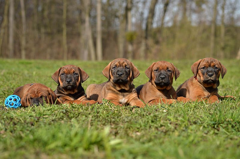 tosa inu puppies lying on the grass