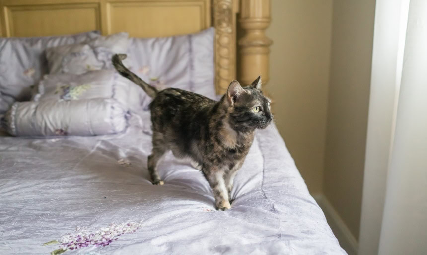 totie cat in bed