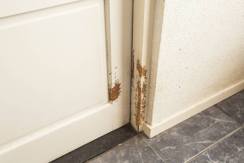 traces of cat scratches on door