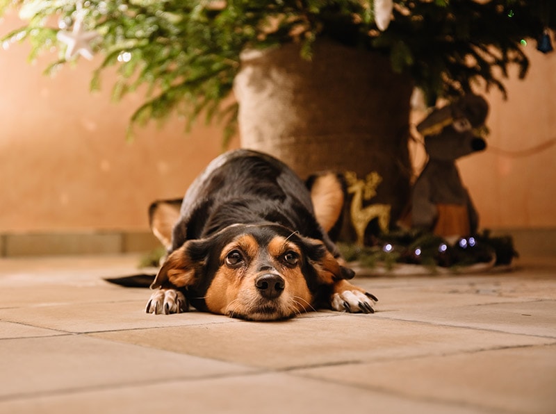 Transylvanian hound dog lying on the floor