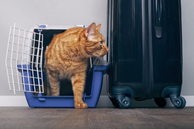 travelling with pet cat
