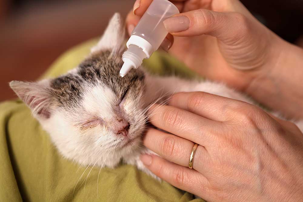treating cat's pink eye with drops