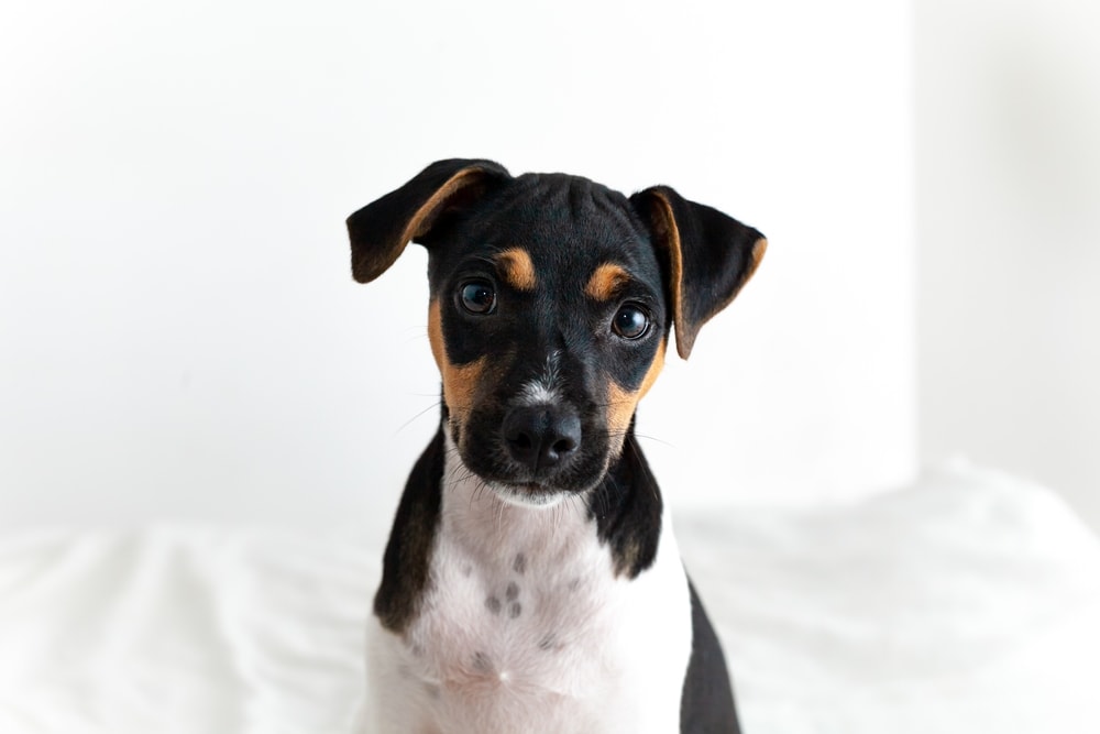 tricolor Brazilian terrier puppy