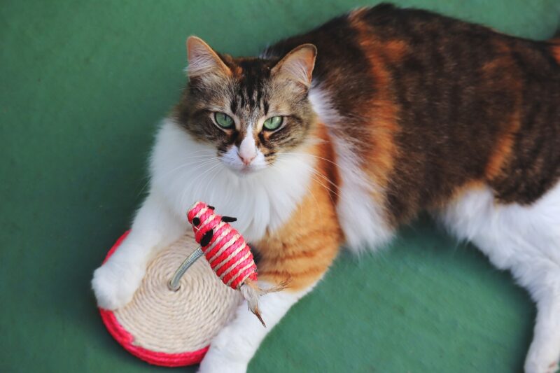 tricolored cat playing with cat toy