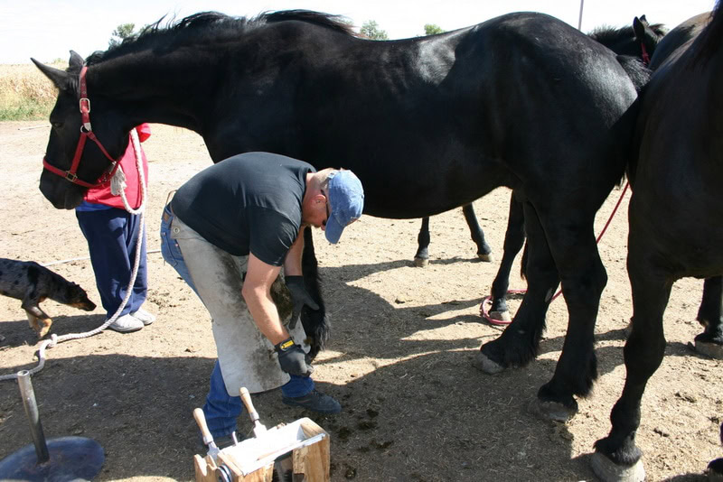 trimming horse hooves