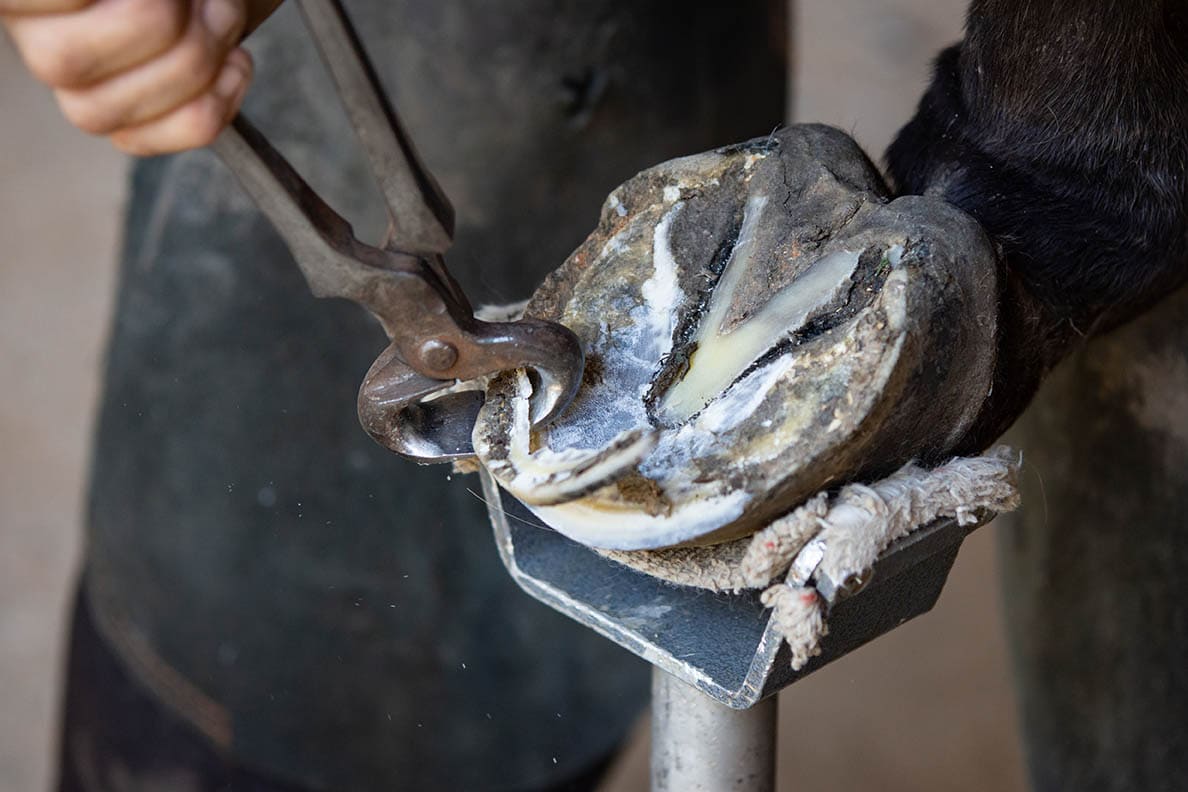 trimming rear hoof
