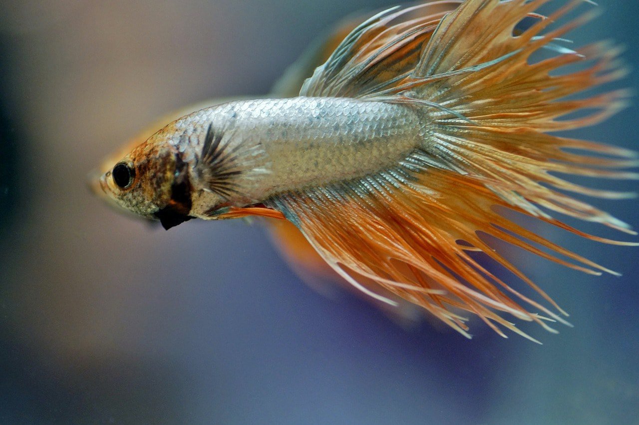 tropical betta fish