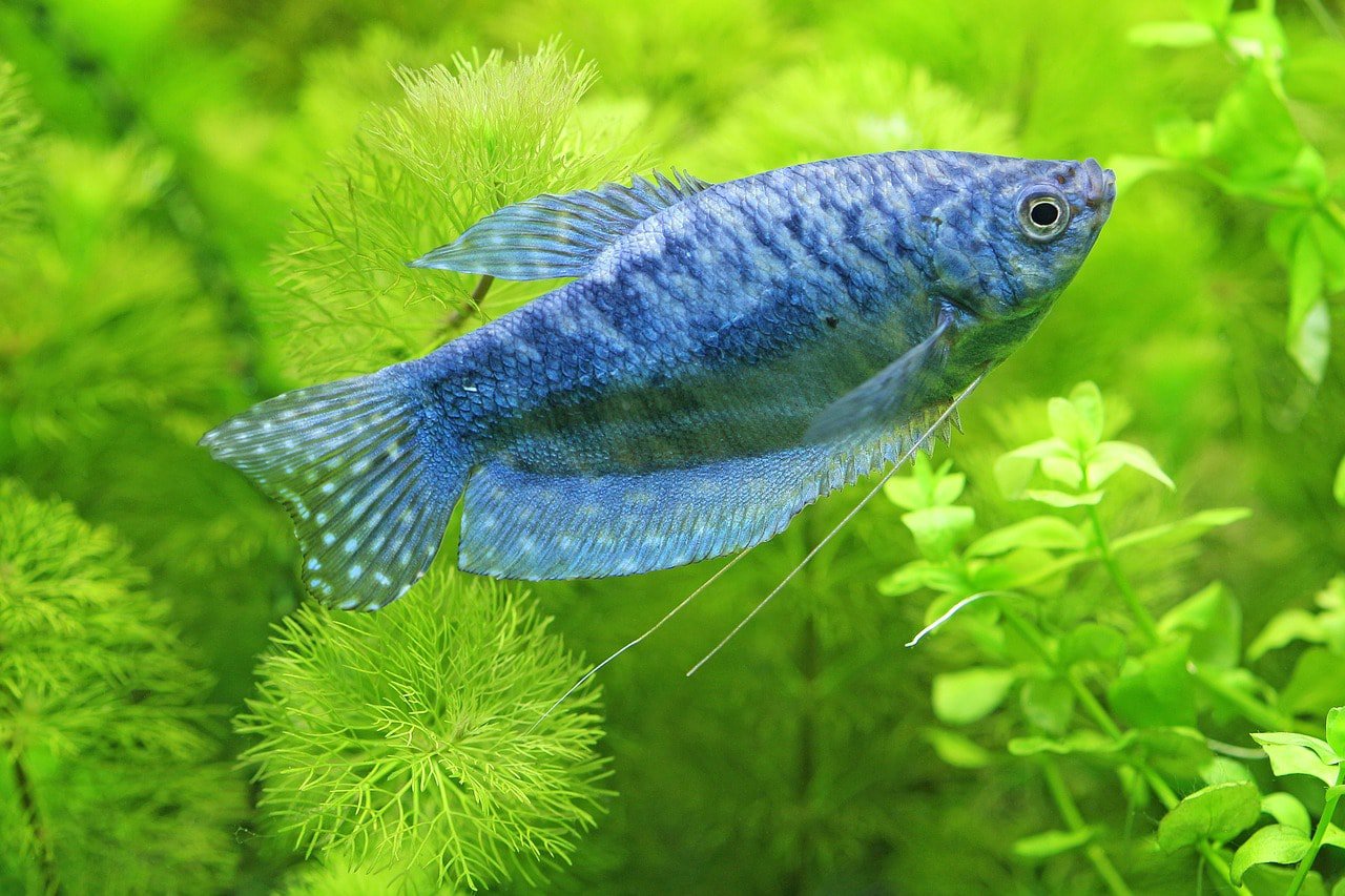 tropical fish in the aquarium