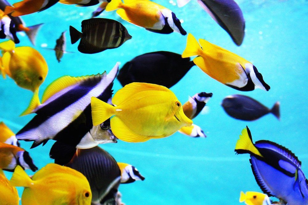 tropical fishes in the tank
