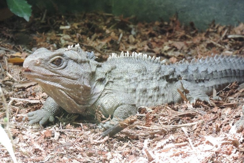 tuatara