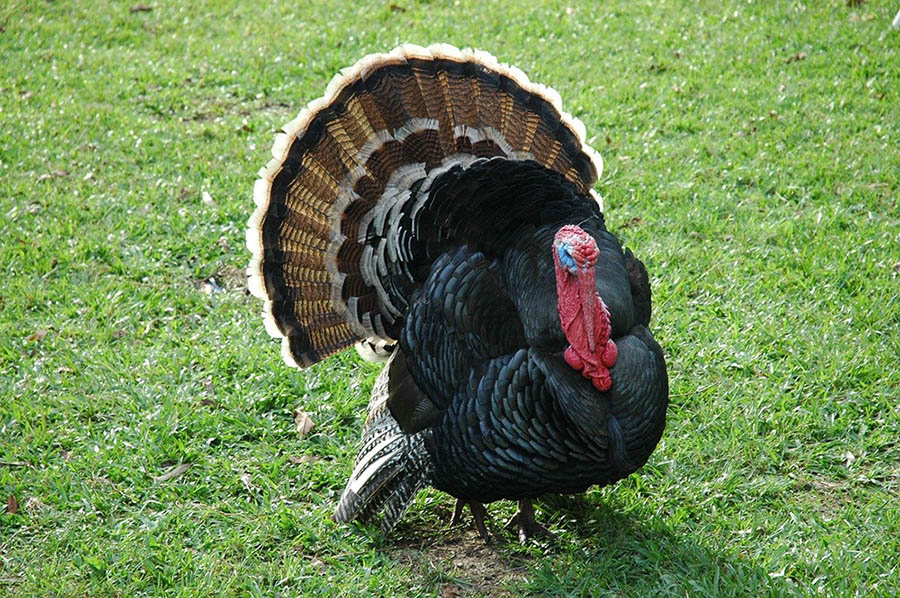 turkey in the grass