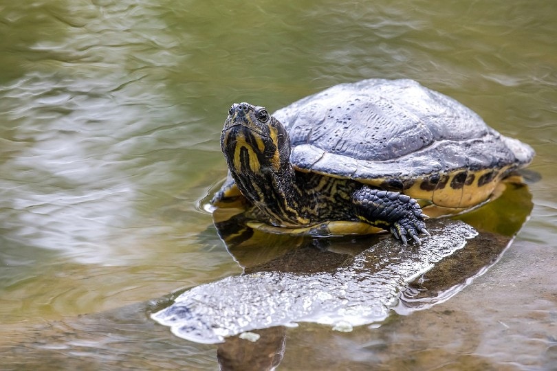turtle above water