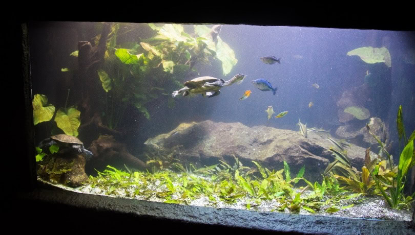turtle and fish aquarium_Andrej Jakubik_Shutterstock