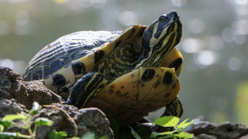 turtle closeup