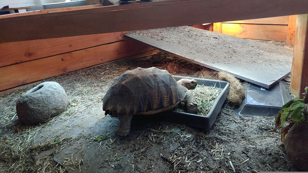 turtle diy habitat_Relax_with_nature_Pixabay