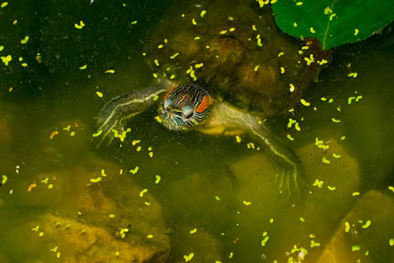 turtle eating