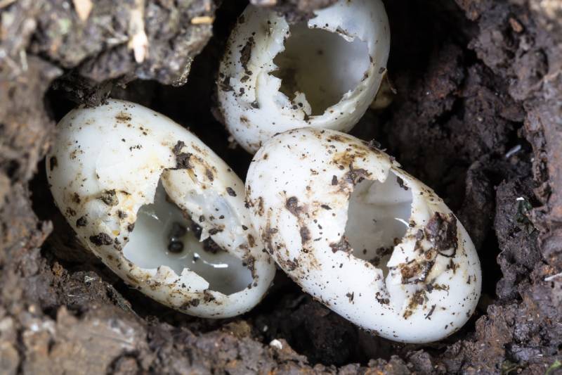 turtle egg shell underground soil