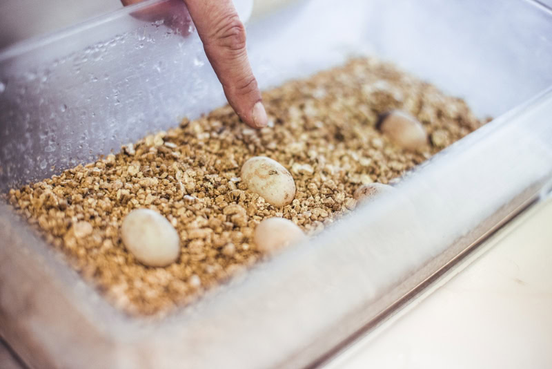 turtle eggs in a box