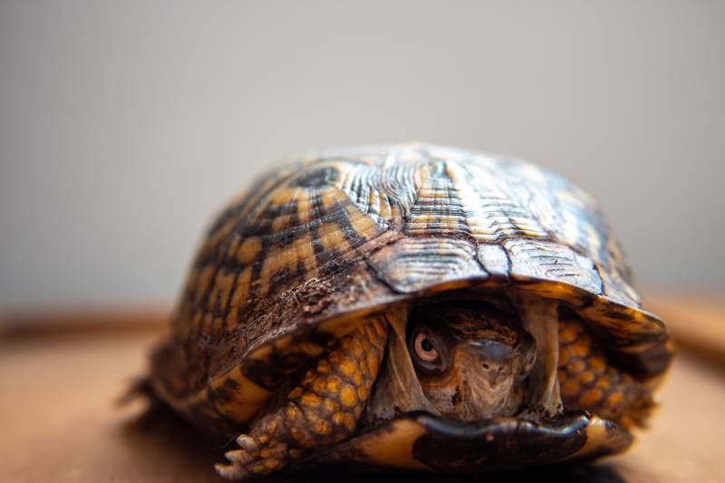 turtle hiding and slightly peeking out of it's shell