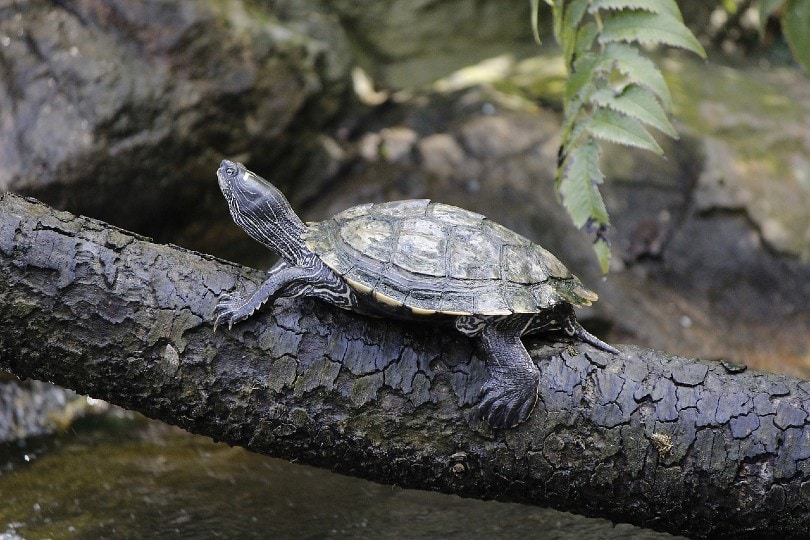 turtle in a tank