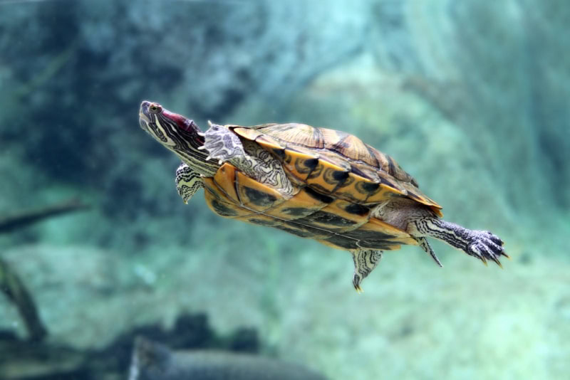 turtle in captivity