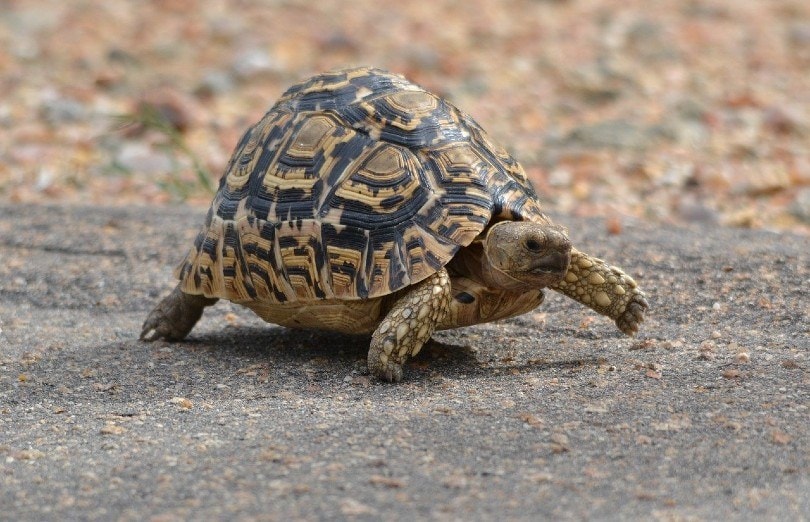 turtle in nature
