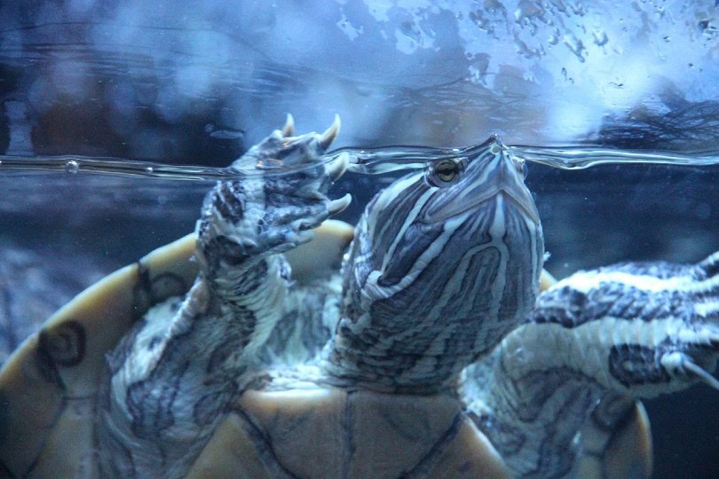 turtle inside aquarium